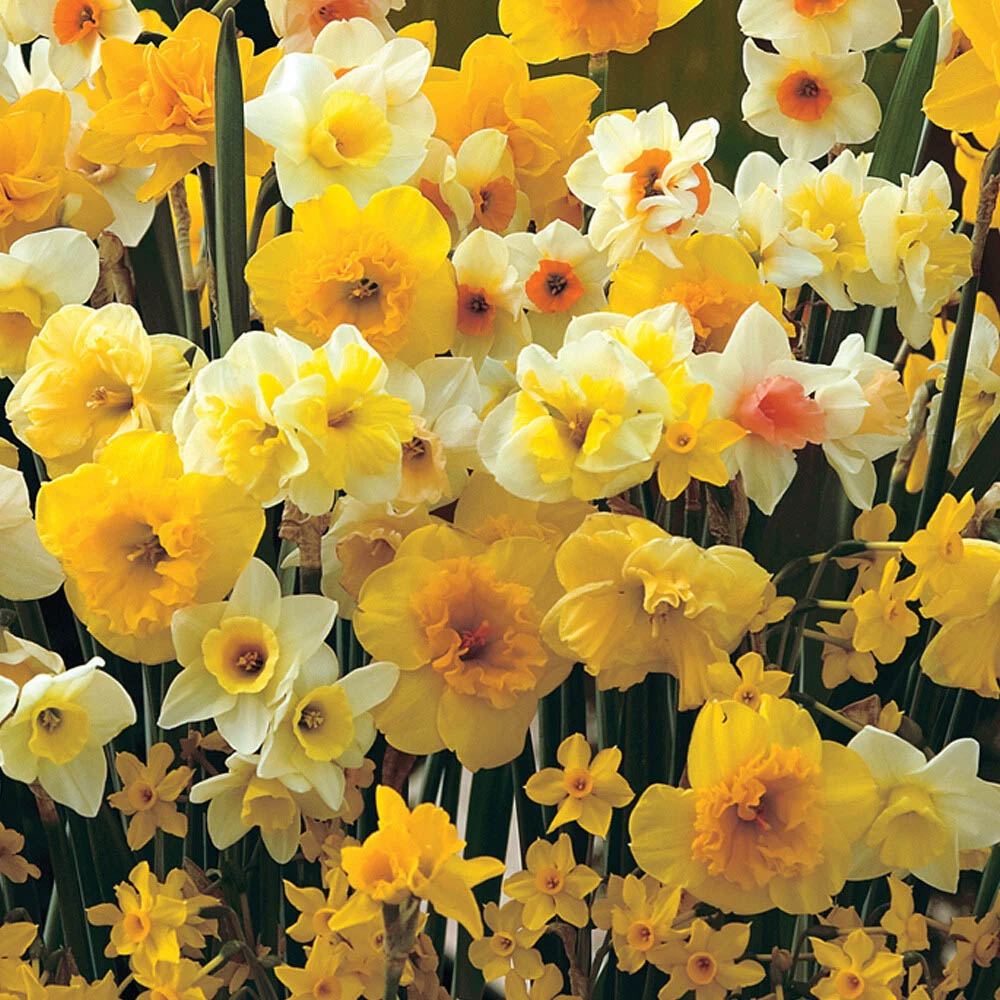 Thompson and Morgan Daffodil Sweet Aroma Mixed Spring Planting Bulb 8 Pack Image 2