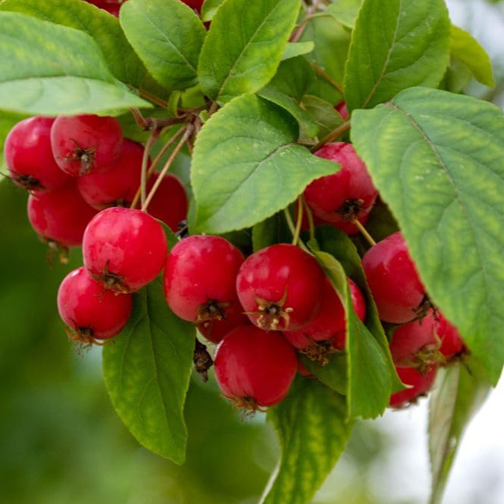 Thompson and Morgan Malus Crab Apple Sun Rival MM106 Rootstock Bare Root Tree 2 Pack Image 1