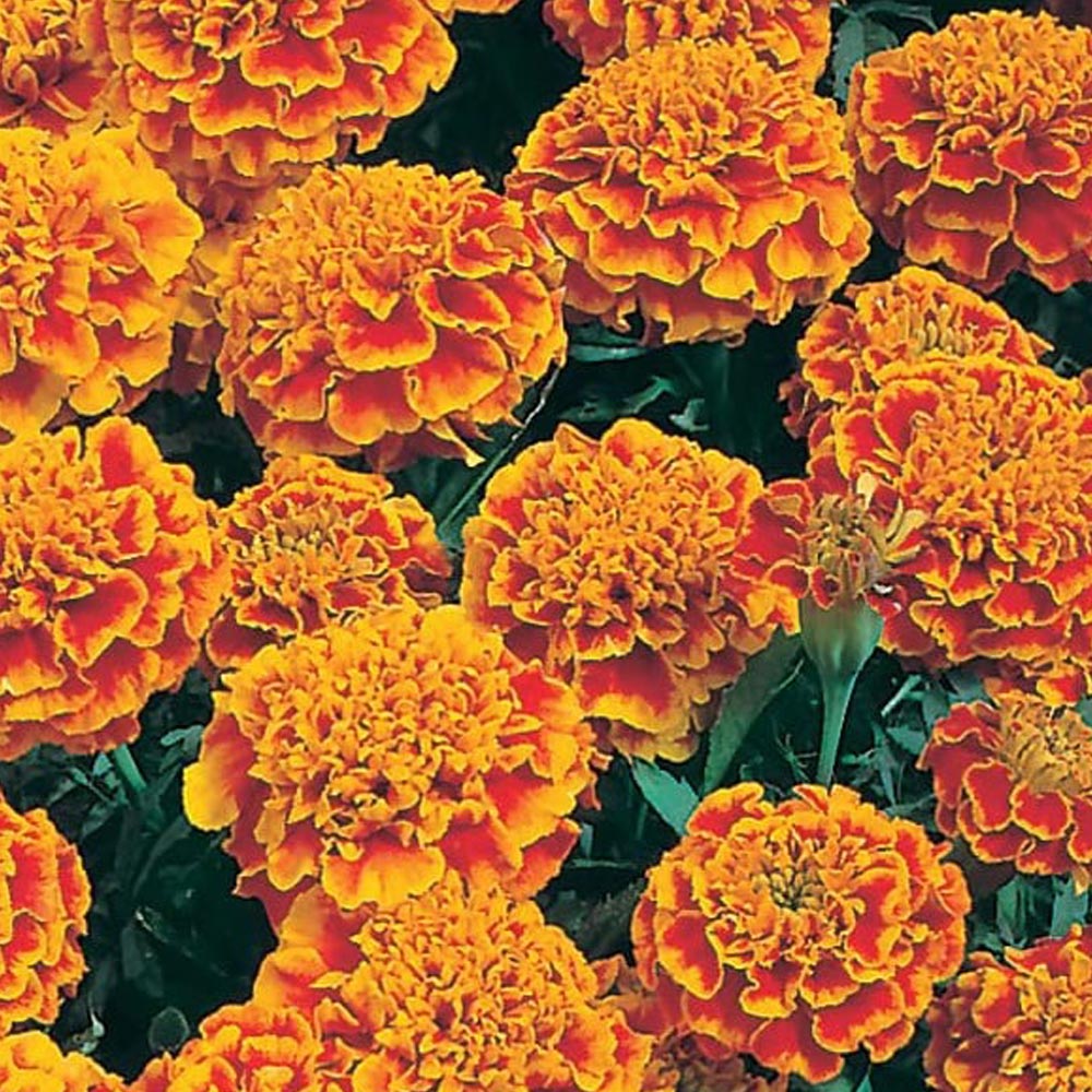 Wilko Marigold Honeycomb Seeds Image 2