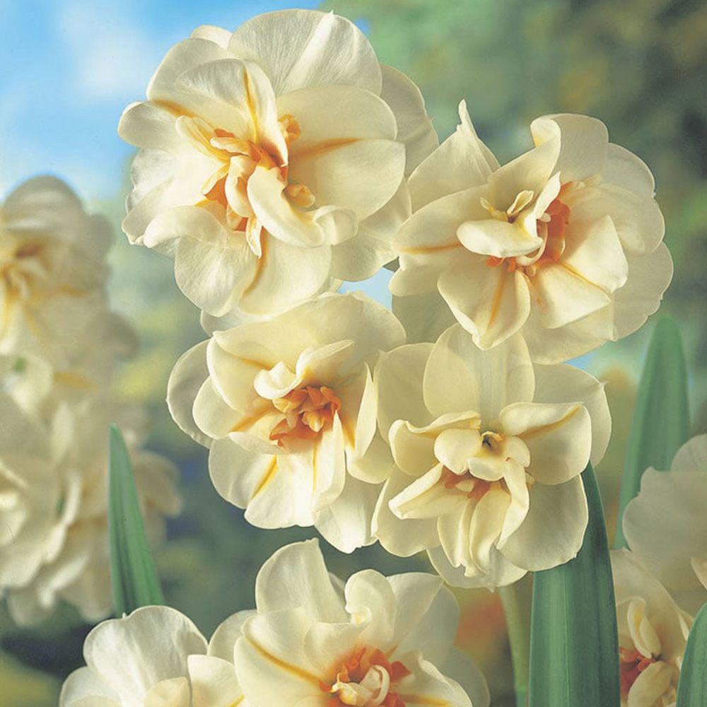 Wilko Daffodil Sir Churchill Bulbs 6 Pack Image 1