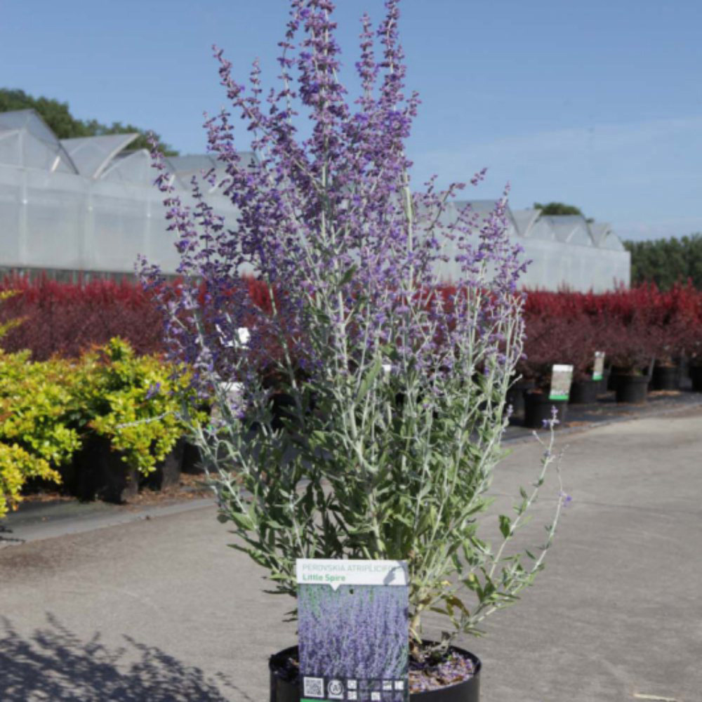 Thompson and Morgan Perovskia Atriplicifolia Little Spire Plant Pot 3.6L Image 2