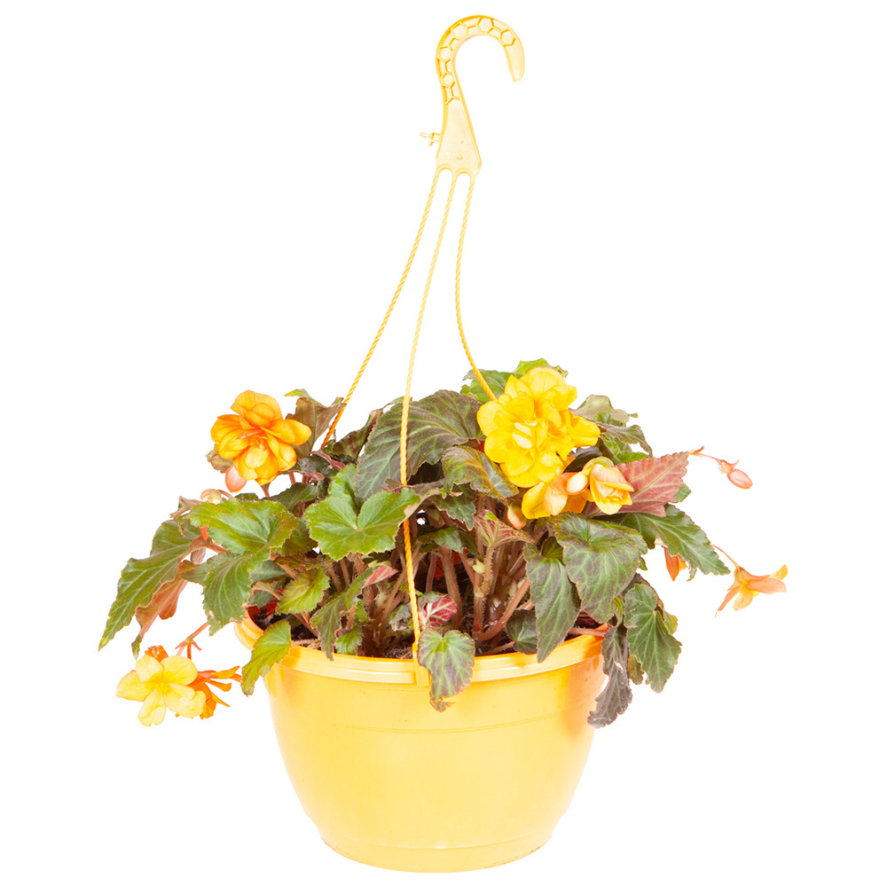 wilko Begonia Apricot Shades Preplanted Hanging Basket Image 4