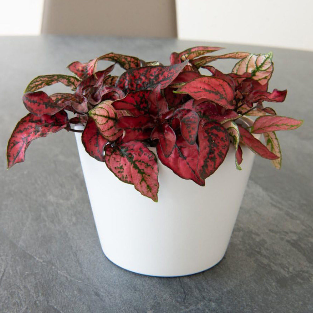 Thompson and Morgan Hypoestes Phyllostachya Polka Dot Red Plant Pot 9cm Image 1