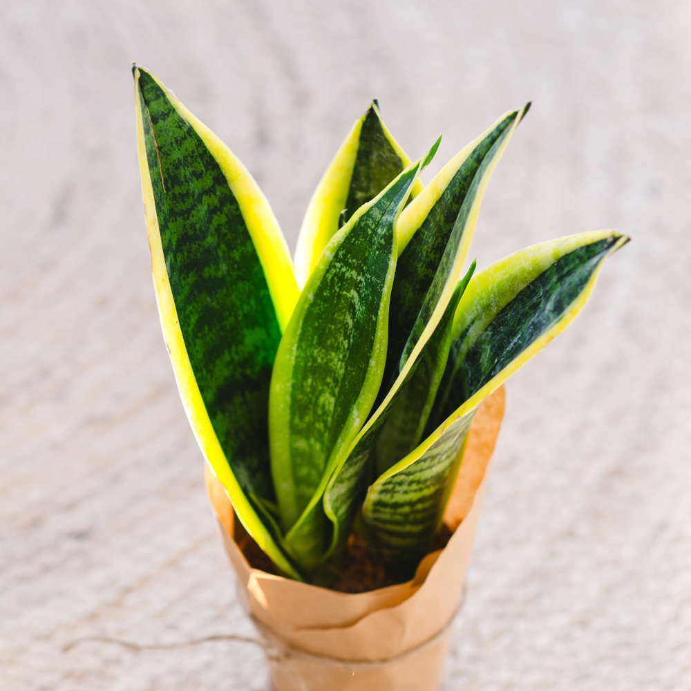 Mother-in-law Tongue Snake Plant Image 1