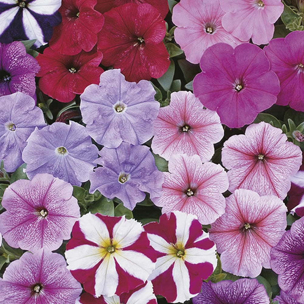 Wilko Petunia Multiflora F2 Seeds Image 2