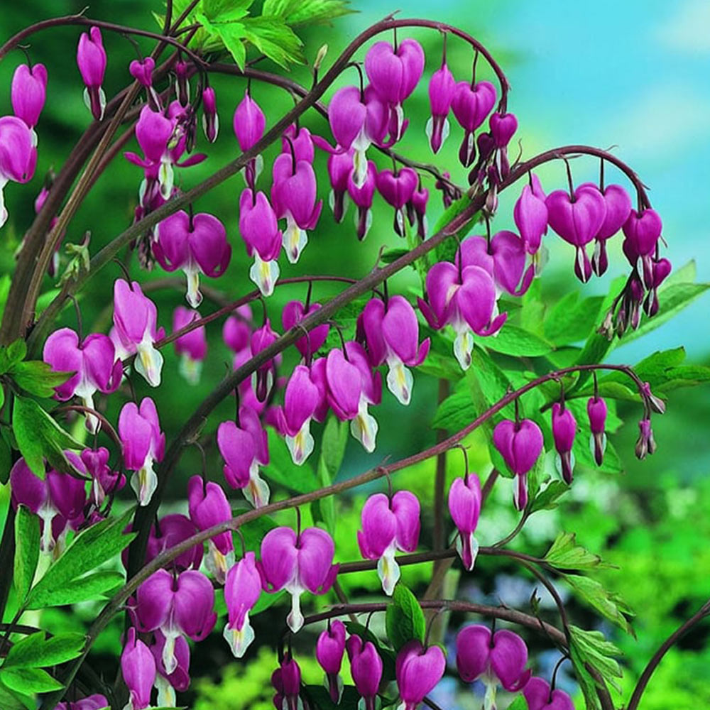 Wilko Dicentra Spectabilis Pink Perennial Spring Planting Bulbs 1 Pack Image