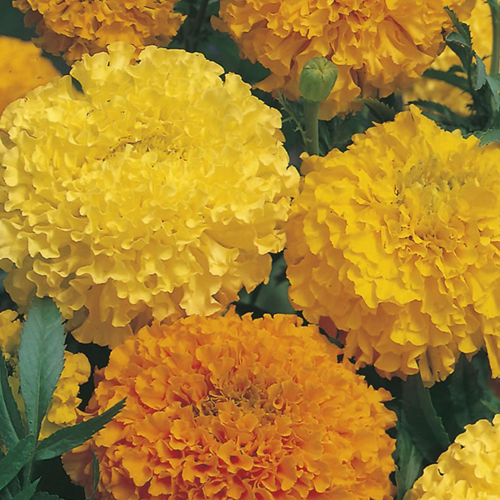 Johnsons Marigold African Double Mix Seeds Image 2