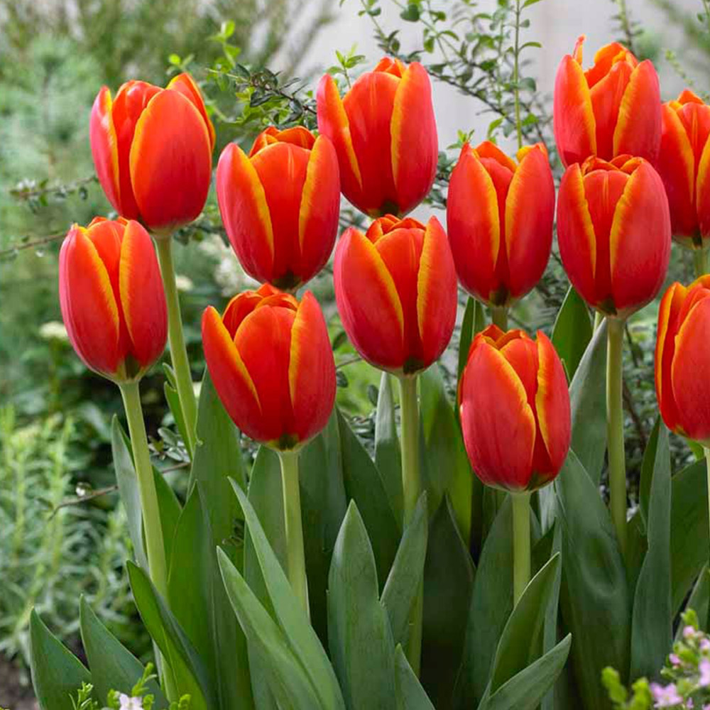 Wilko Tulips Worlds Favourite 8pk Image 1