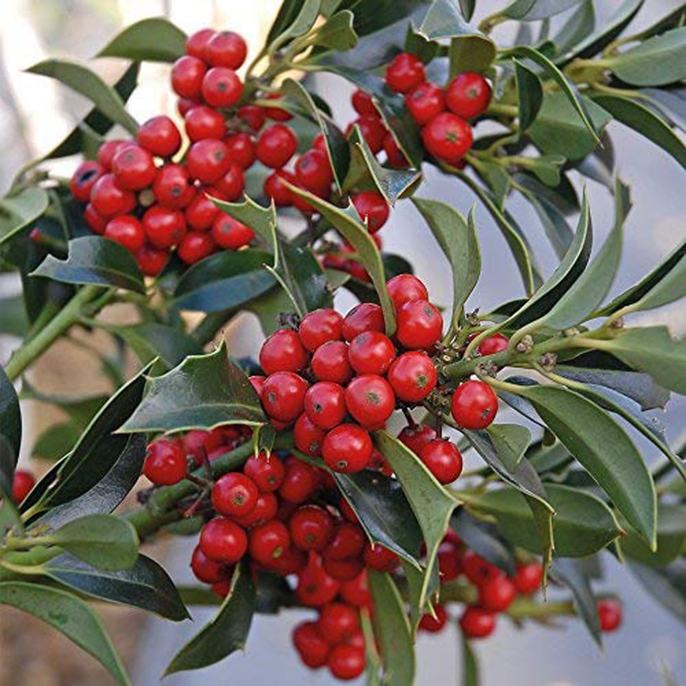 Thompson and Morgan Ilex Holly Green Alaska Plant Pot 2L 2 Pack Image 3