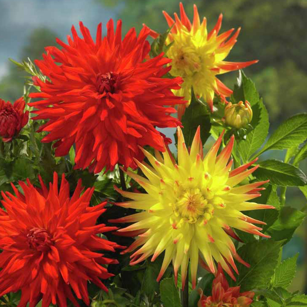 Wilko Dahlia Cactus Red and Yellow Spring Bulbs 3 Pack Image
