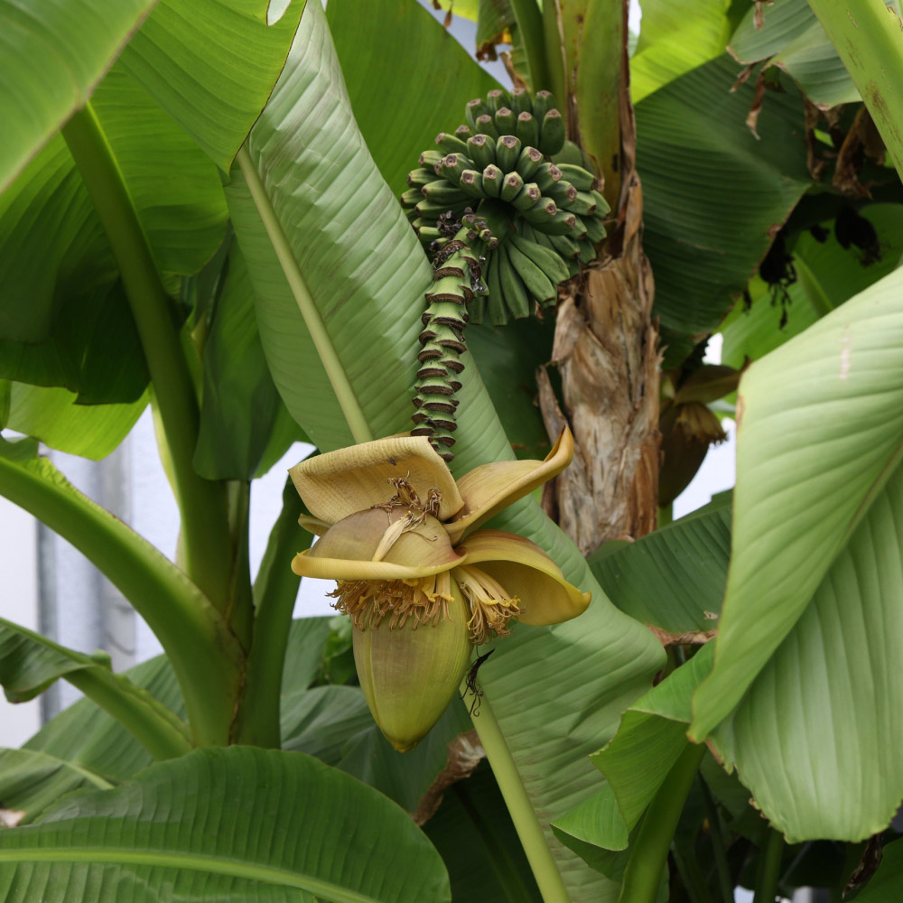 Thompson and Morgan Musa Basjoo Japanese Banana Exotic Palm Plant Pot 10.5cm Image 5