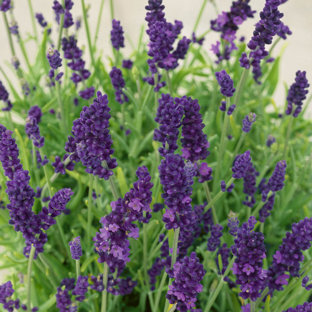 wilko Lavender Hidcote Garden Ready Plants 20 Pack Image 3