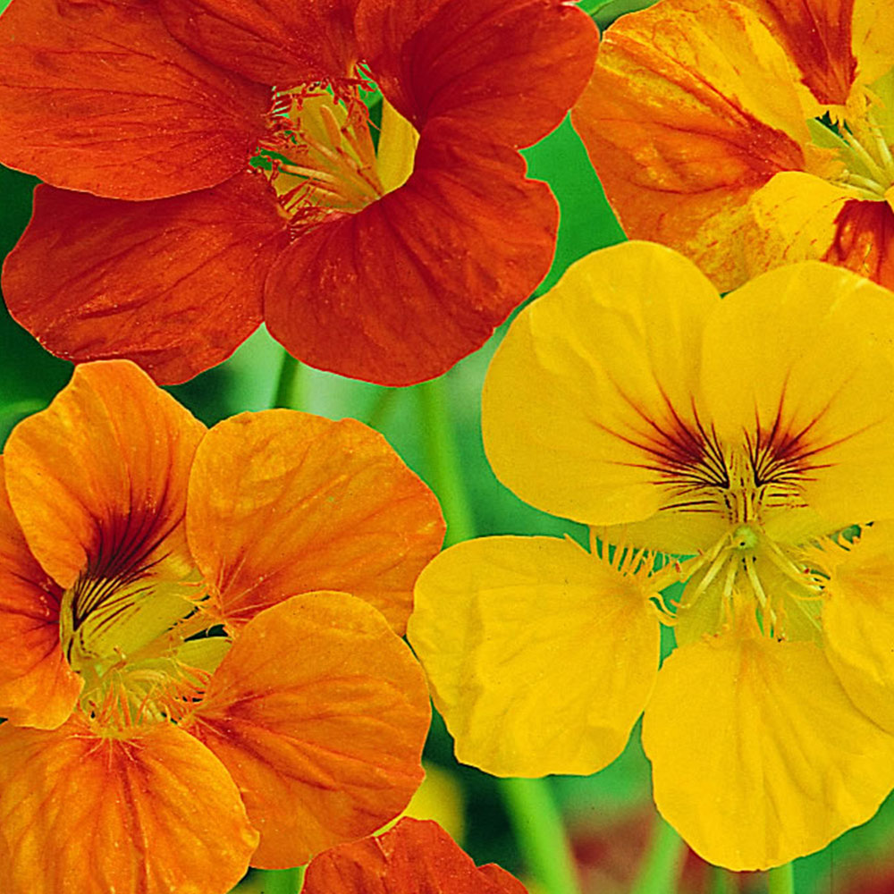 Wilko Nasturtium Tom Thumb Mix Flower Seeds Image 2