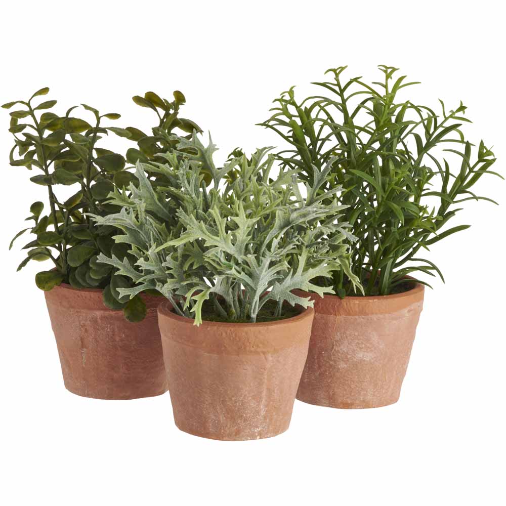 Wilko Assorted Herbs Plant Image 2