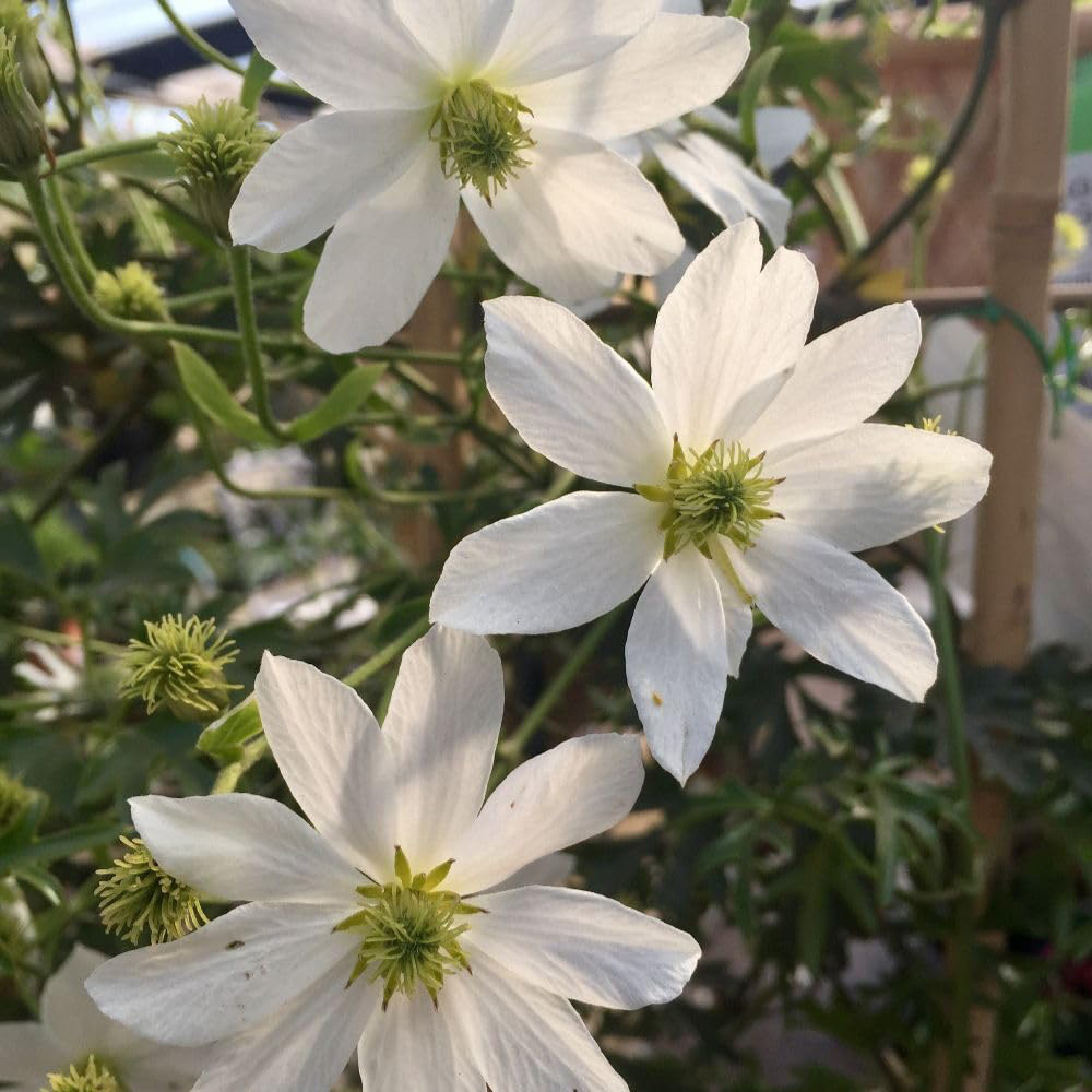 Thompson and Morgan Clematis Early Sensation Plant Pot 2L 2 Pack Image 2