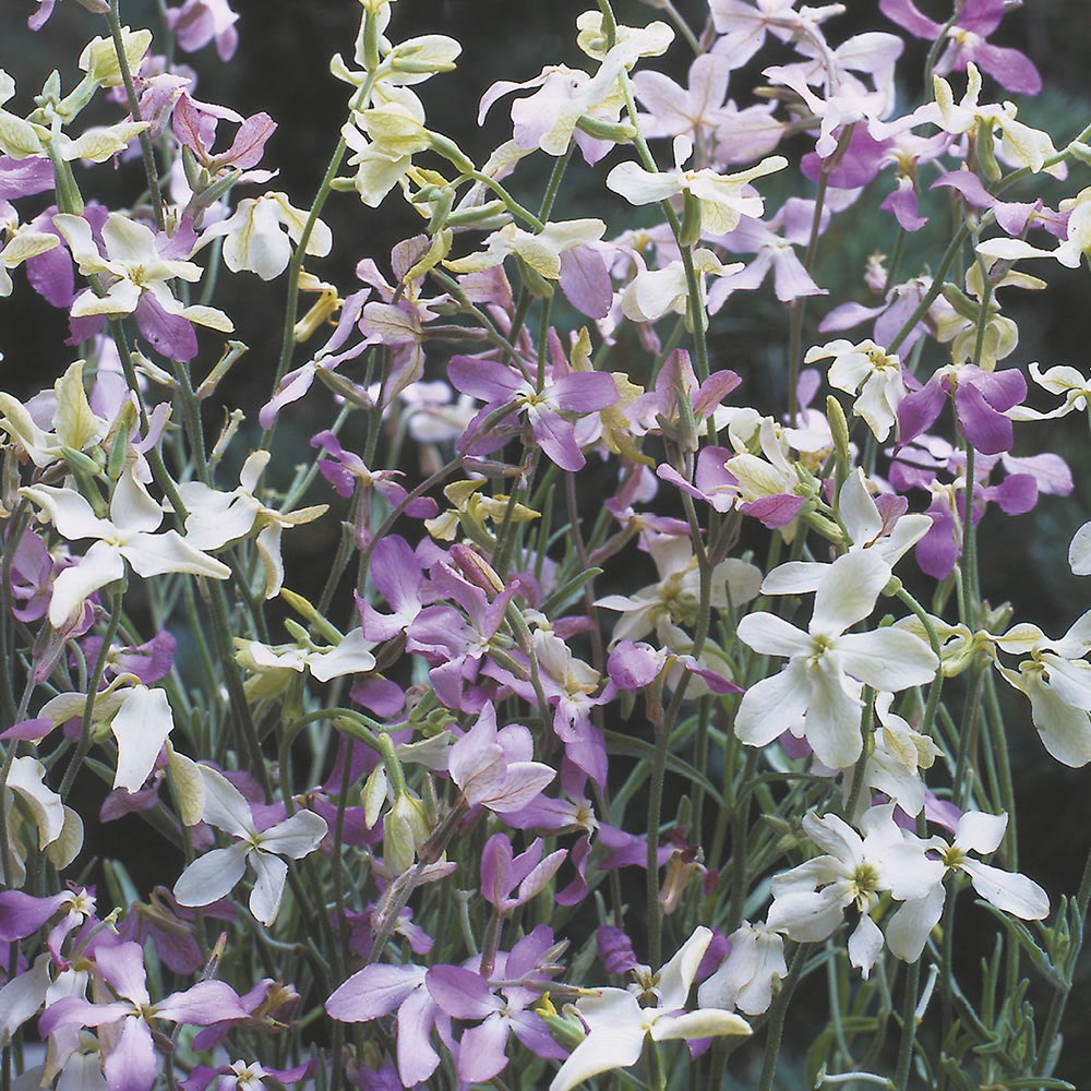 Johnsons Stock Night Scented Seeds Image 1