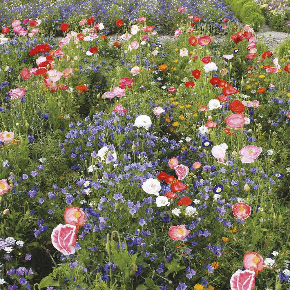 Johnsons' Mixed Annuals Carrie Ann Seeds Image 1