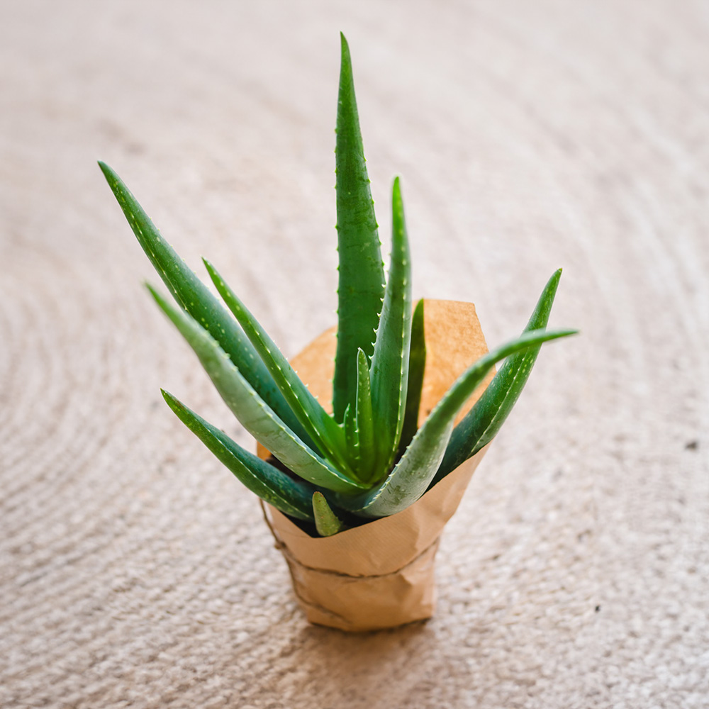 Aloe Vera Plant Image 1