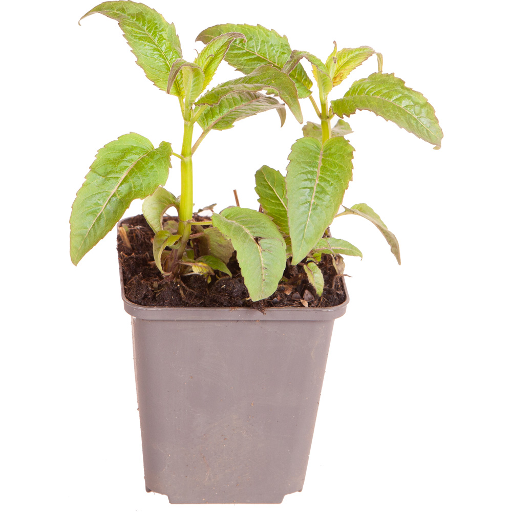 YouGarden Monarda Beauty of Cobham Plant Pot 9cm 3 Pack Image 2