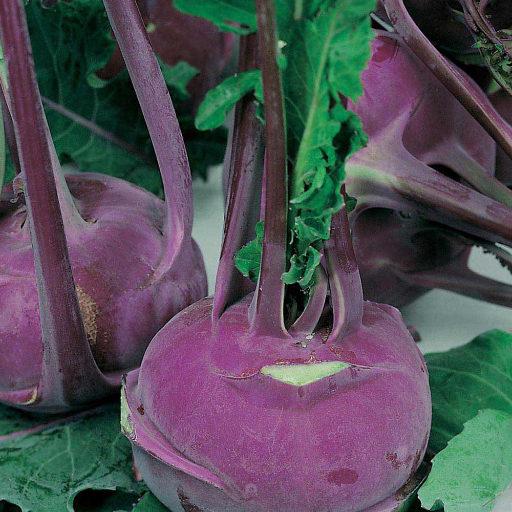 Wilko Kohlrabi Purple Vienna Seeds Image 1