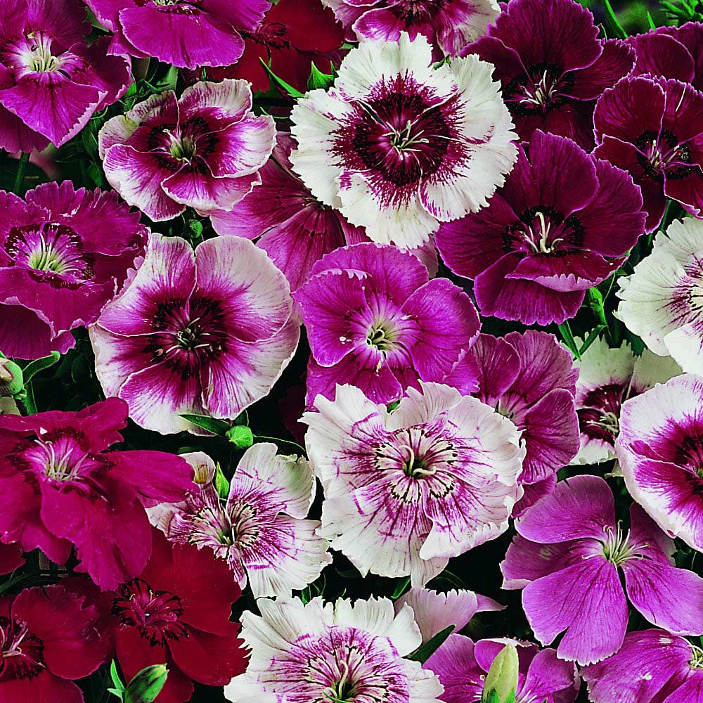 Wilko Dianthus Baby Doll Seeds Image 1