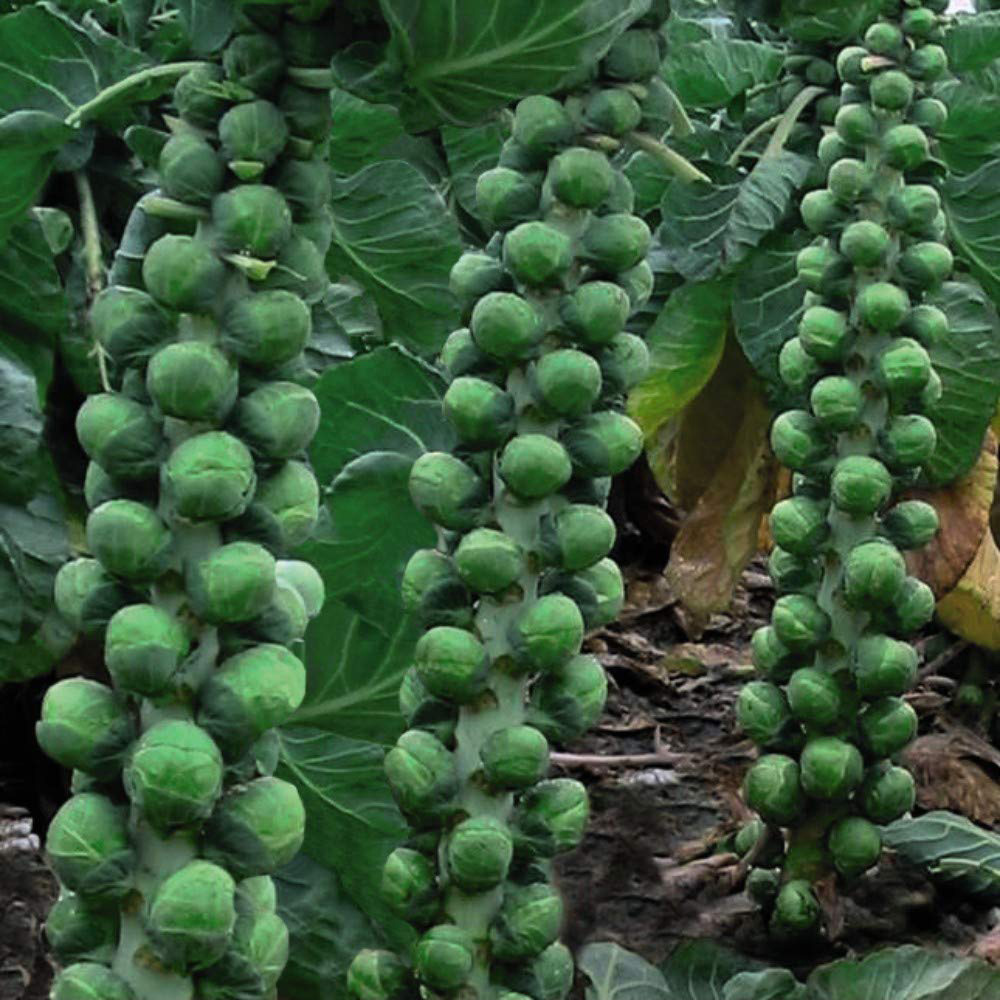 Thompson & Morgan Brussels Sprout Brodie F1 Hybrid Seeds Image
