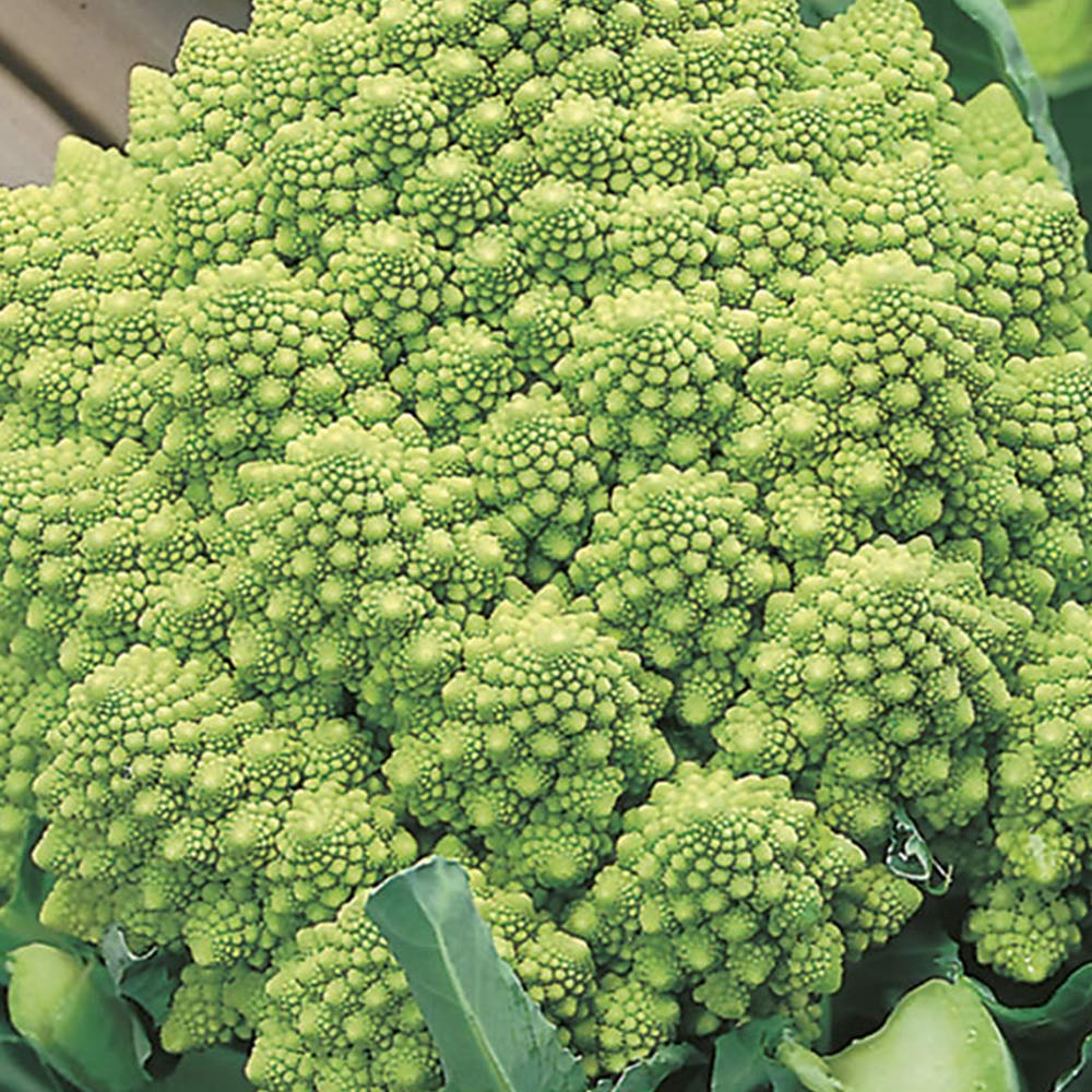 Wilko Cauliflower Romanesco Natalino Seeds Image 2