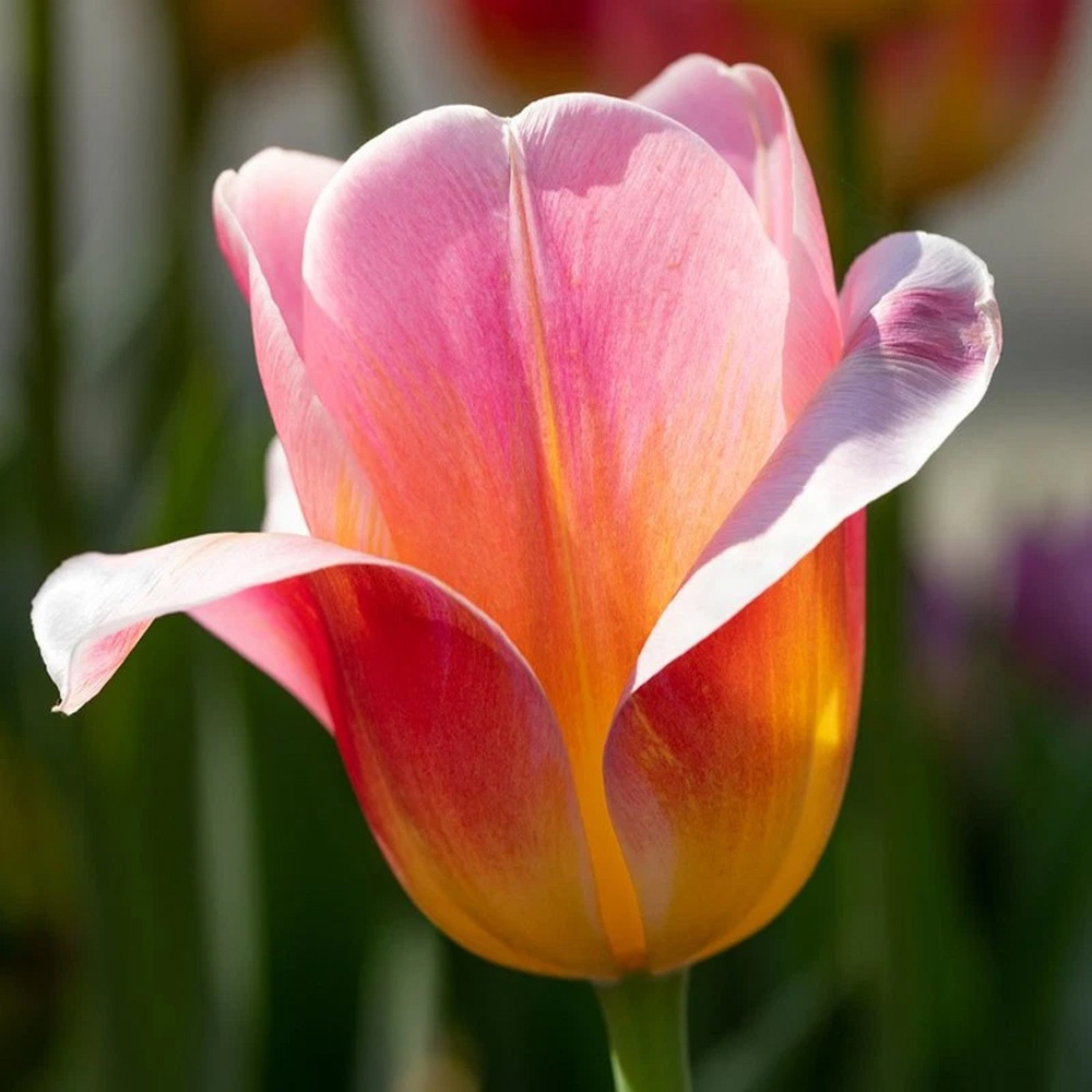 Thompson and Morgan Tulip Tom Pouce Planting Bulb 10 Pack Image 1