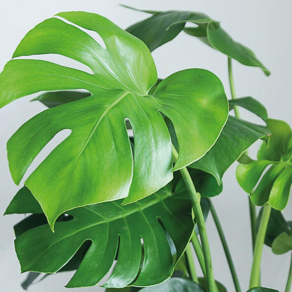 Thompson & Morgan Monstera Deliciosa Swiss Cheese Plant Potted Plant 11cm 2 Pack Image 1