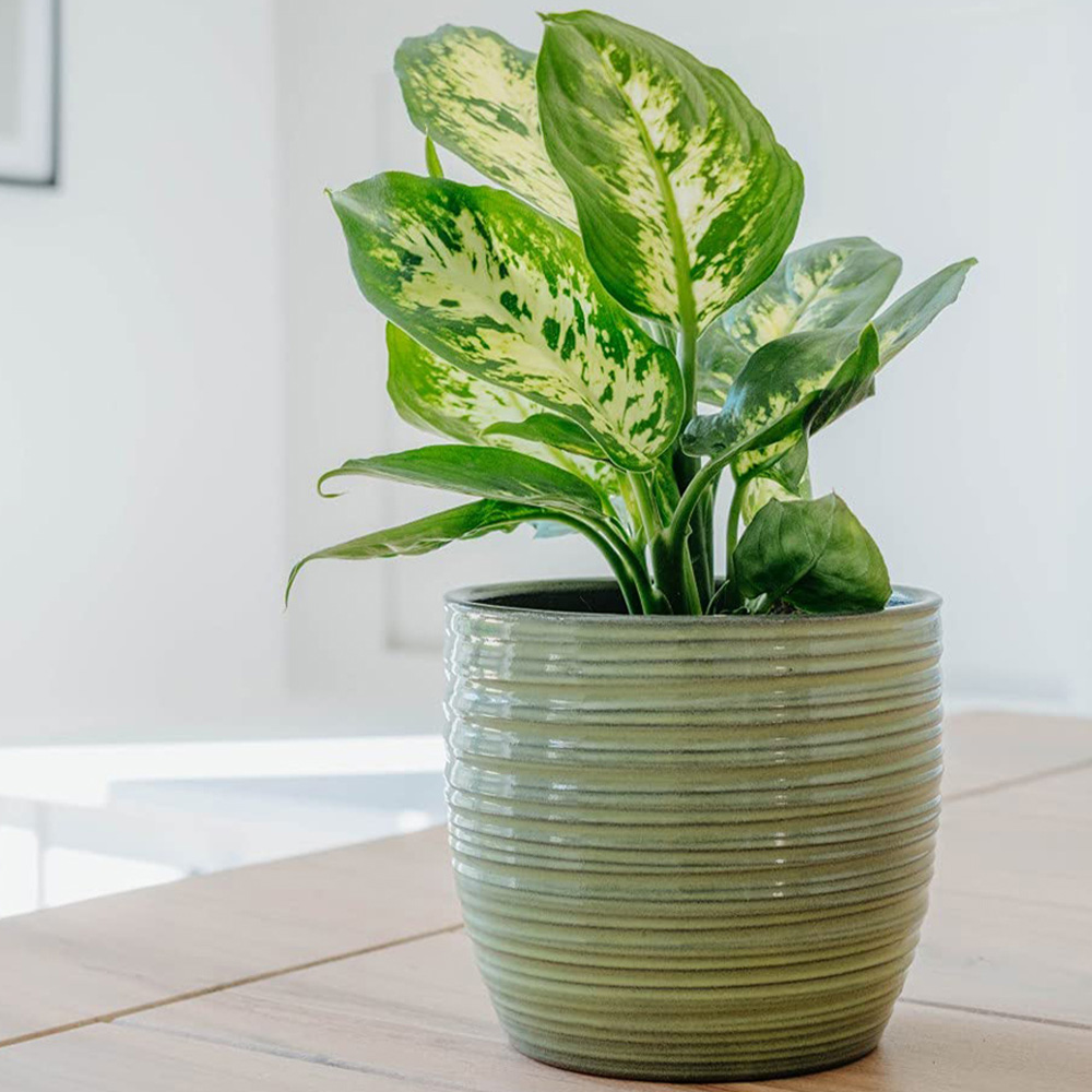 Thompson and Morgan Dieffenbachia Maculata Compacta Potted Plant 12cm Image 6