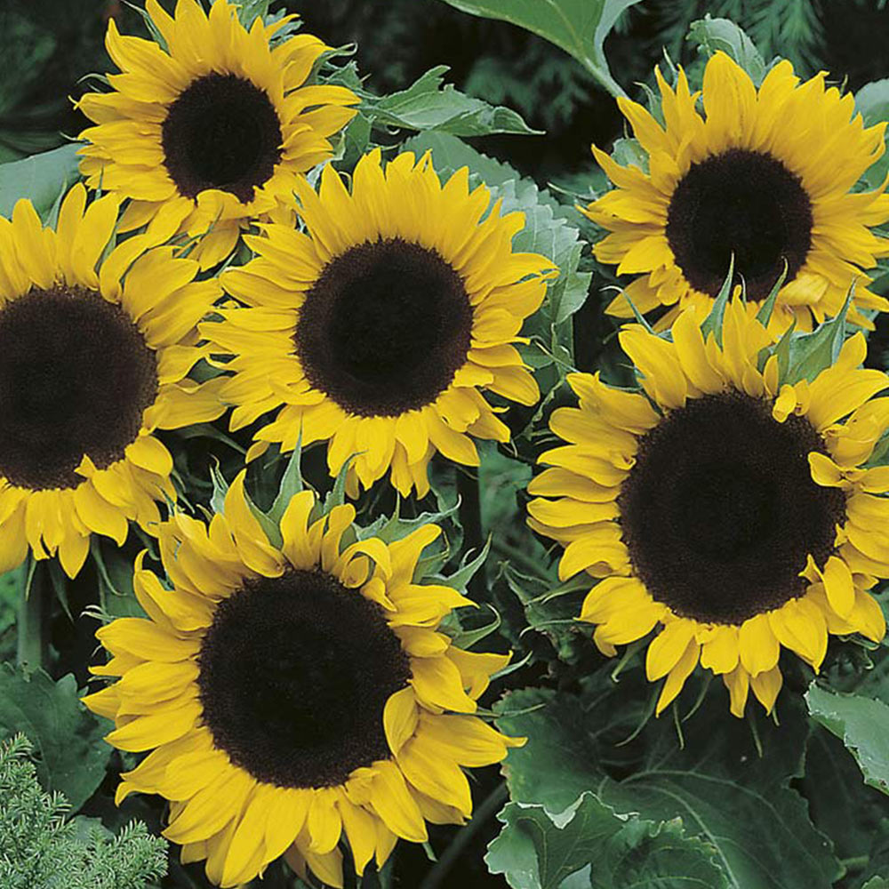 Johnsons Sunflower Mezzulah F1 Seeds Image 2