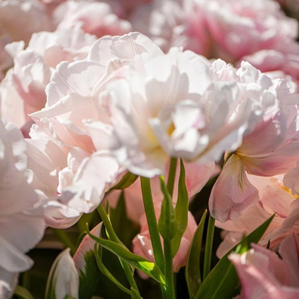 Thompson and Morgan Tulip Dreamer Blush Pink Planting Bulb 32 Pack Image 2