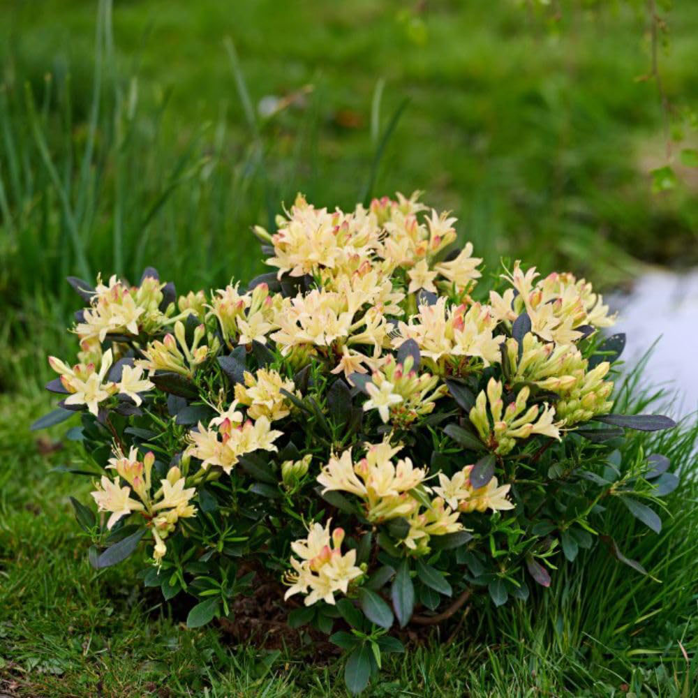 Thompson and Morgan Azalea mollis Parfumollis Yellow Plant Pot 19cm Image 3