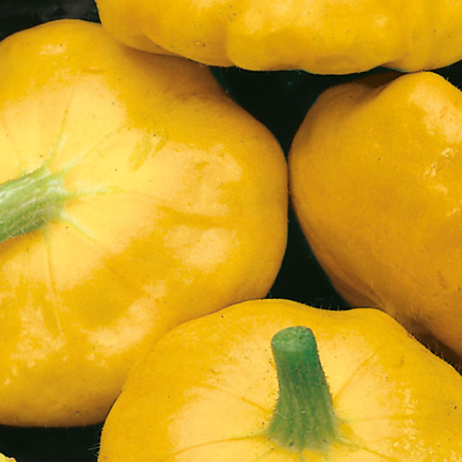 Johnsons Sunburst F1 Summer Squash Seeds Image 1