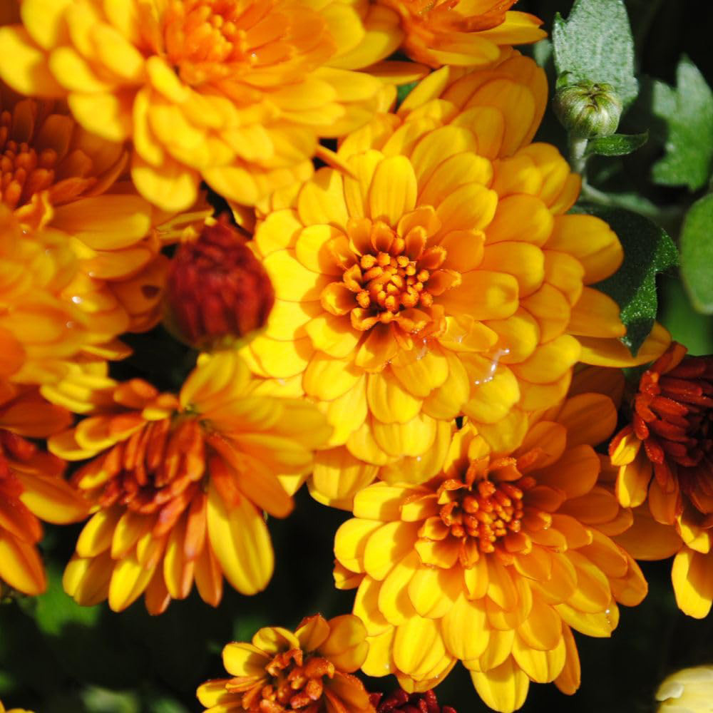 Thompson and Morgan Chrysanthemum Conella Yellow Plant Pot 1L Image