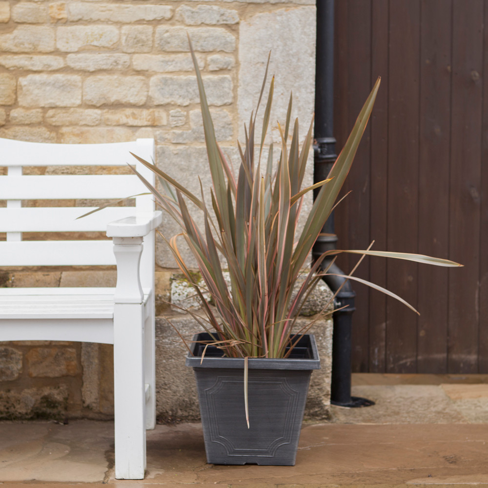 YouGarden Phormium Sundowner Pink Plant Pot 5L Image 3