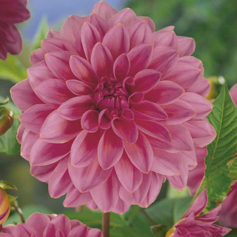 Wilko Dahlia Lucky Number Spring Planting Bulb Pack Image