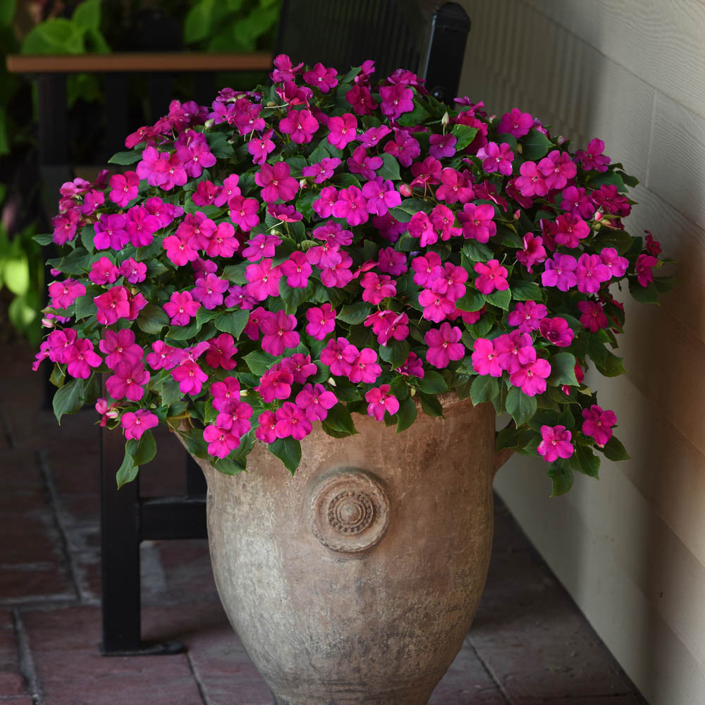 YouGarden Busy Lizzie Beacon Mix Garden Ready Plant 20 Pack Image 7