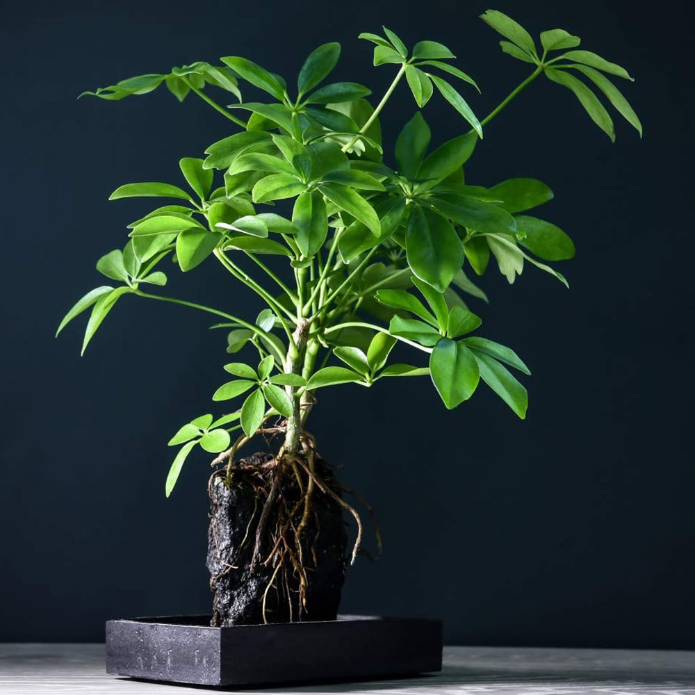 Thompson & Morgan Lova Schefflera Lava Plant on Wooden Tray Image 1