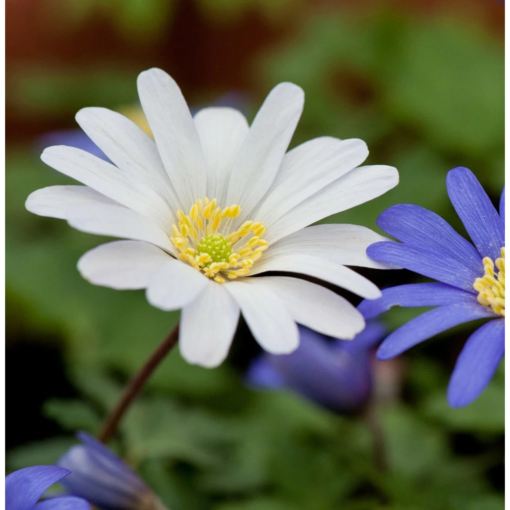 Thompson and Morgan Anemone Blanda Mixed Planting Bulb 80 Pack Image 7