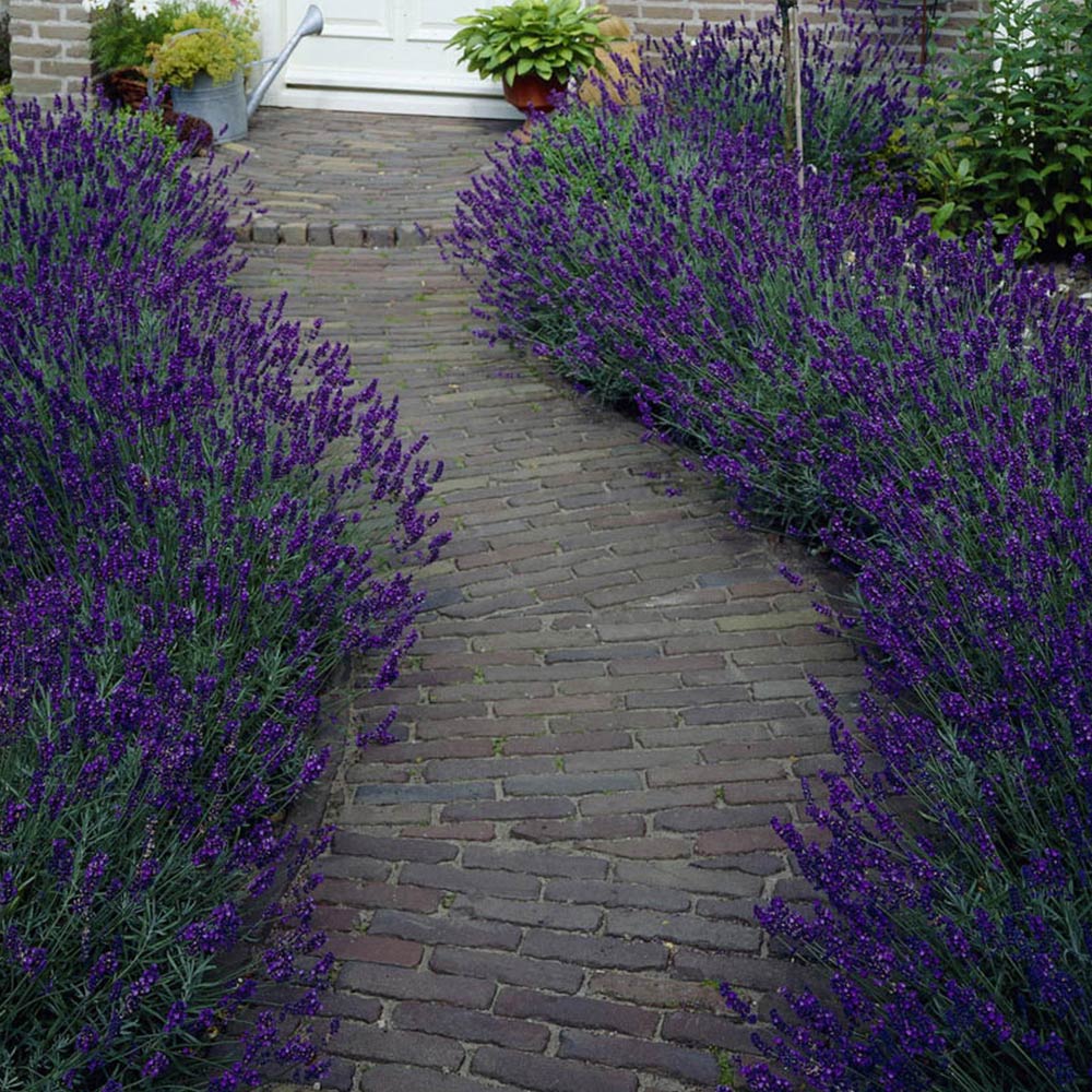 wilko Lavender Hidcote Garden Ready Plants 20 Pack Image 2