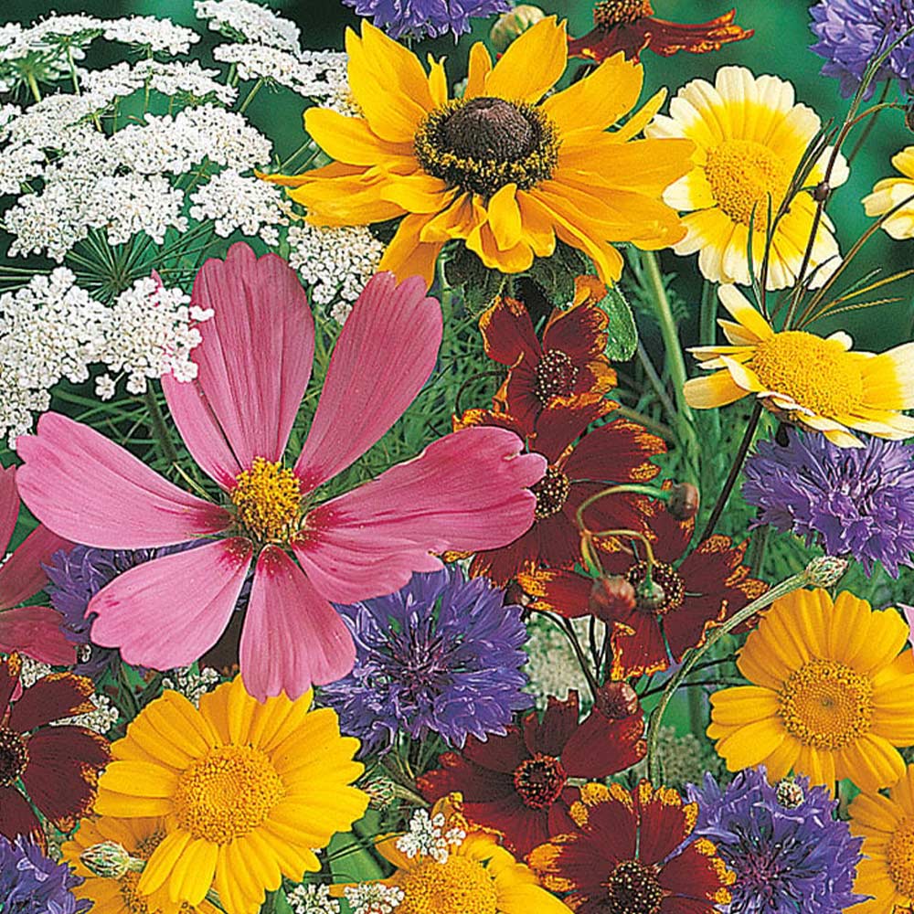 Wilko Bright Flowers for Wildlife Mixed Seeds Image 2