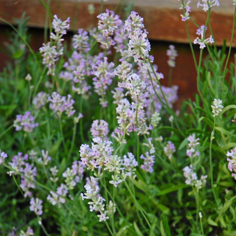 Thompson & Morgan Lavandula Lavender Angustifolia Rosea Plant Pot 9cm 3 Pack Image 2
