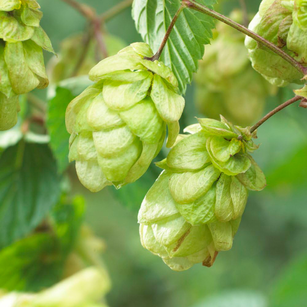 Thompson & Morgan Humulus lupulus Aureus Plant Pot 1L Image 1