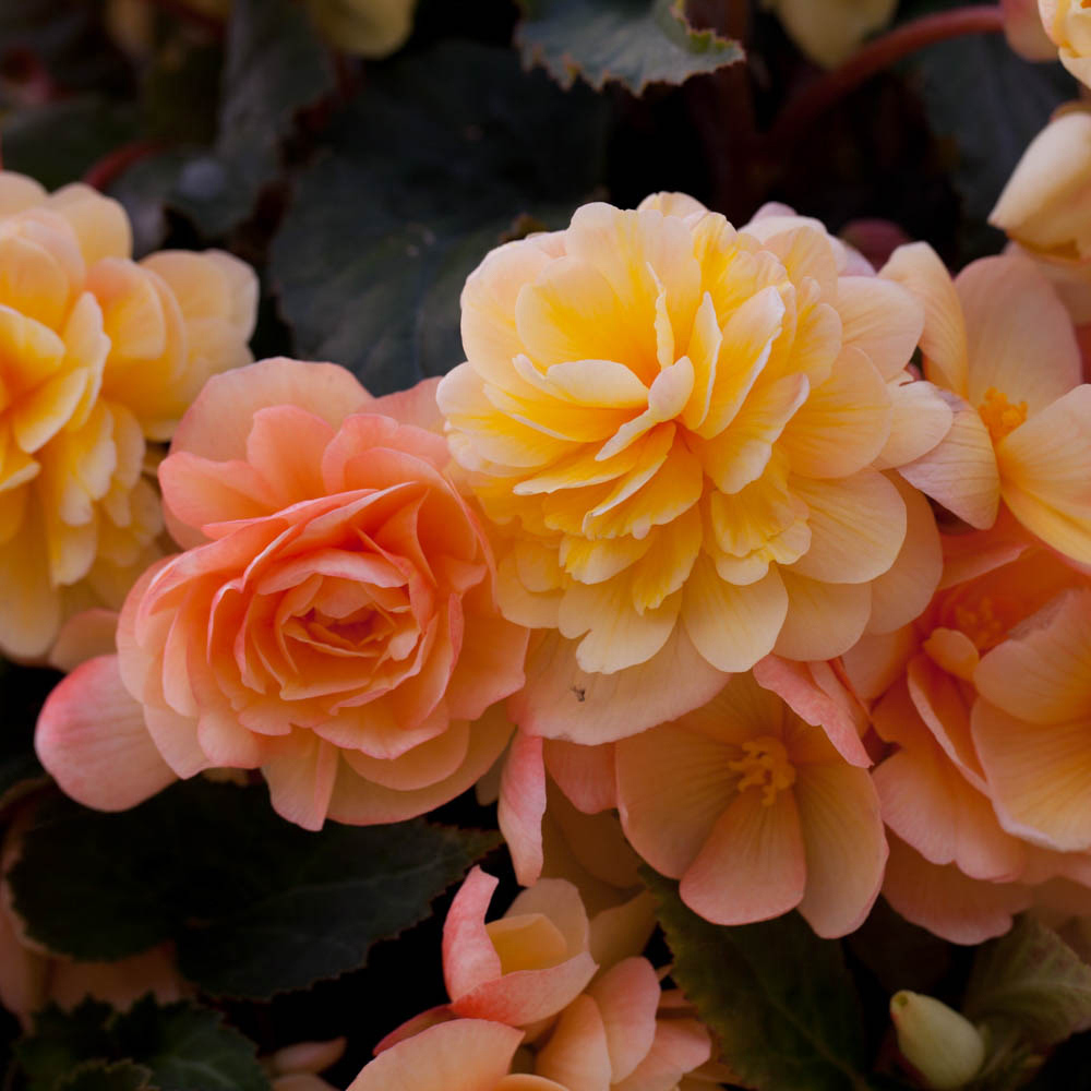 wilko Begonia Apricot Shades Plants 20 Pack Image 1