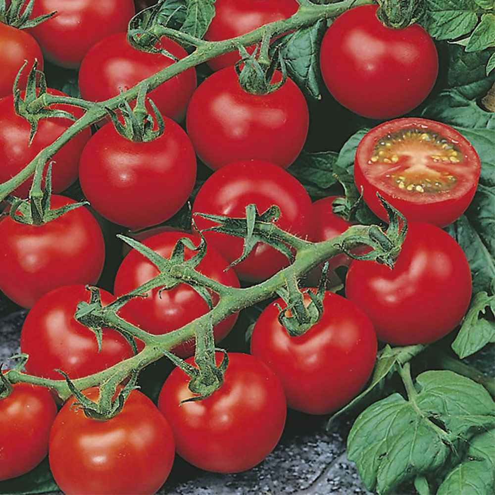 Wilko Tomato Red Cherry Seeds Image 2