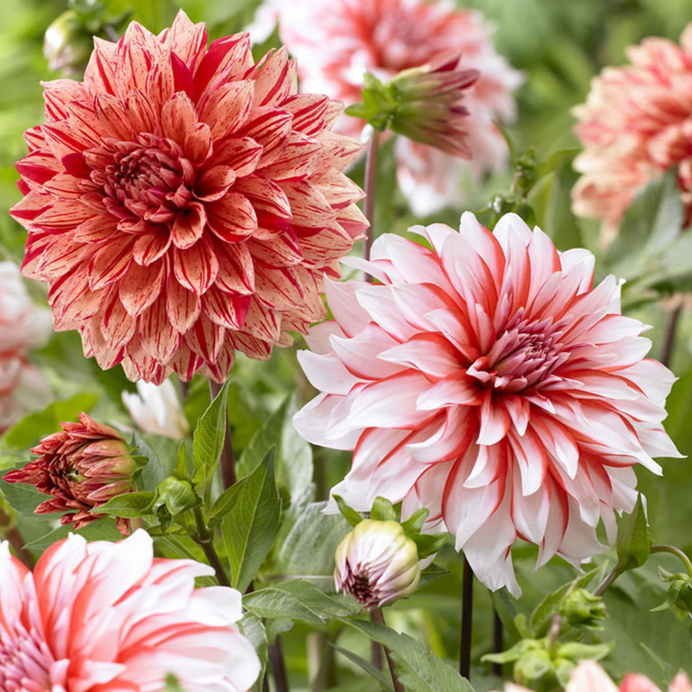 Wilko Dahlias Dahlia Perfect Match Spring Bulb 3 Pack Wilko