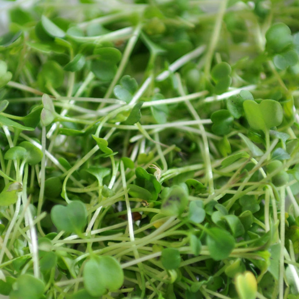 Johnsons Microgreens Rocket Seeds Wilko