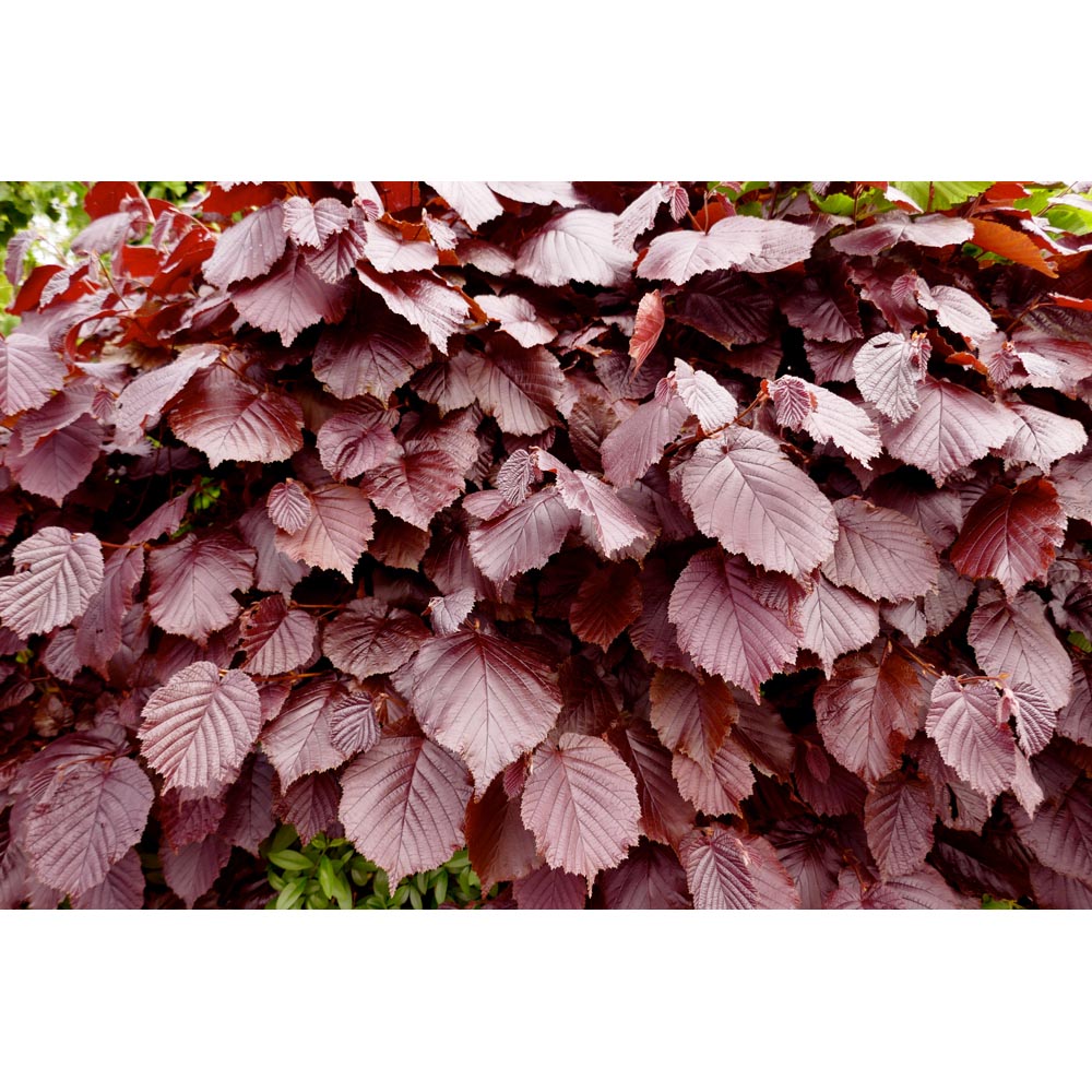 Inspirational Gifting Purple Beech Semi-Evergreen Bare Root Hedge Plant 2-3ft 10 Pack Image 4