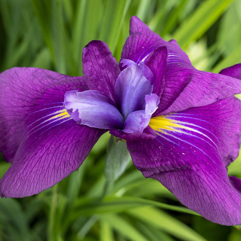 Thompson and Morgan Iris Ensata Kaempferi Plant Pot 9cm 2 Pack Image 1